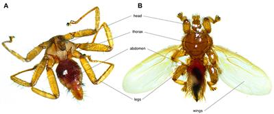 Bat Flies and Their Microparasites: Current Knowledge and Distribution